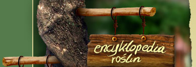 Encyklopedia rolin